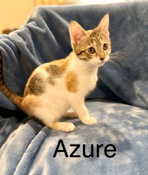 Azure, Young Female unknown