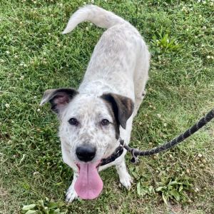 Gabby, Adult Female Hound
