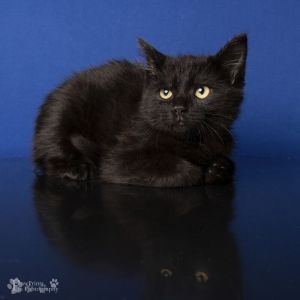 Elwood Domestic Medium Hair Cat