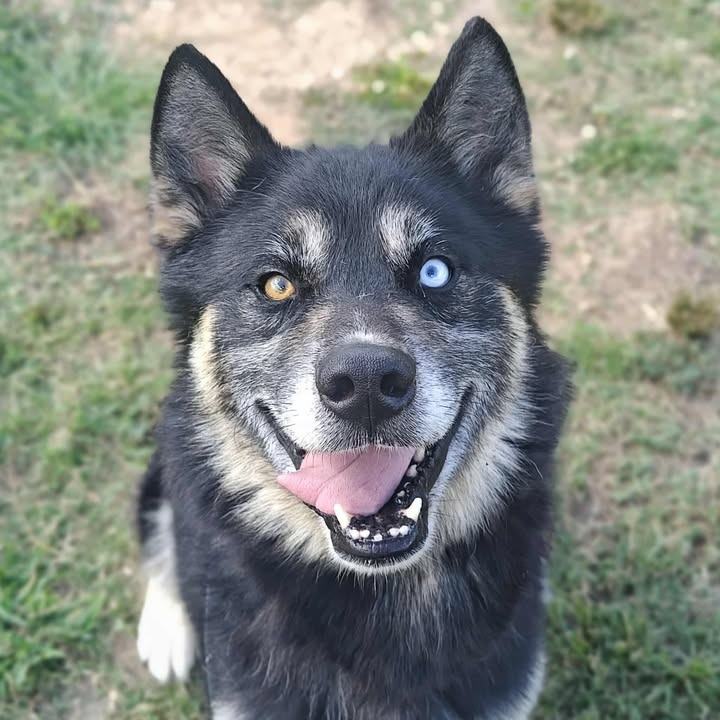 Hatchi 1