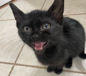 Meet Binx - Your Tiny Panther Cuddle Bug and Personal Sidekick 10-week-old  Black Domestic Short