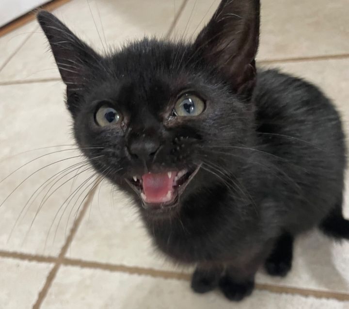 Binx 2