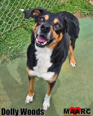 Meet Dolly Woods -- a 12-year-old hound with a heart full of memories and a gentle soul After losin