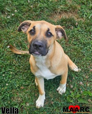 Vella Black Mouth Cur Dog