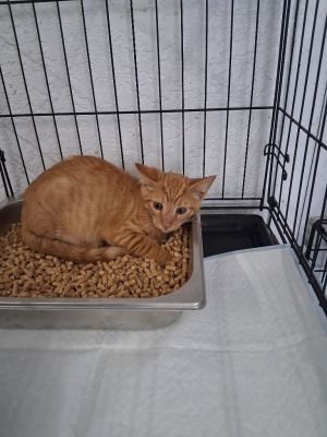 Spaz, Baby Male Domestic Short Hair