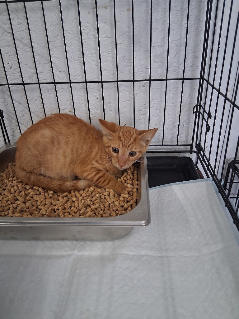 Spaz, an adoptable Domestic Short Hair in Brownwood, TX, 76801 | Photo Image 1