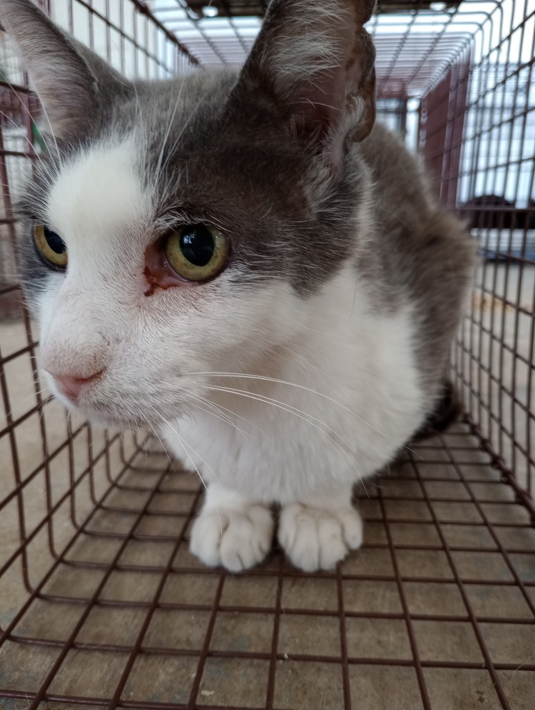 Pepper, an adoptable Domestic Short Hair in Brownwood, TX, 76801 | Photo Image 1