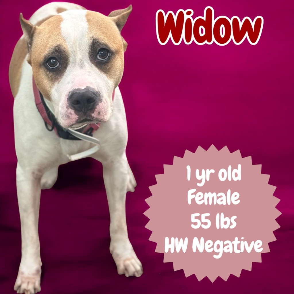 Widow