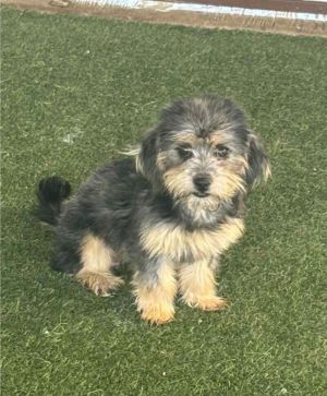 Katie, Young Female Terrier