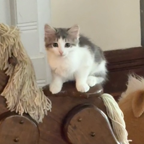 Daisy Mae
