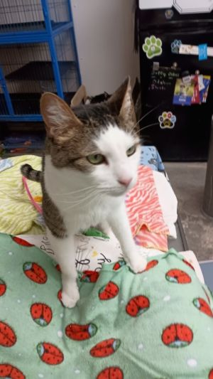 Leo, Young Male Domestic Short Hair
