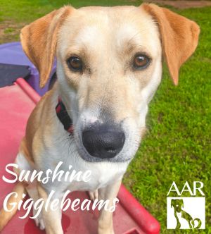 Sunshine Gigglebeams, Adult Female unknown