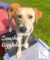 Sunshine Gigglebeams photo 2
