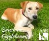 Sunshine Gigglebeams photo 3