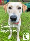 Sunshine Gigglebeams photo 4