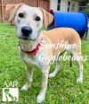 Sunshine Gigglebeams photo 5