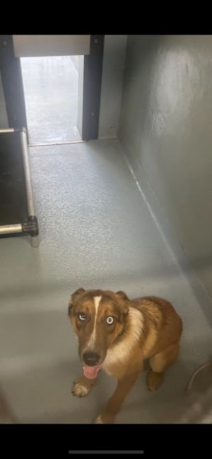 Duce, Young Male Mixed Breed