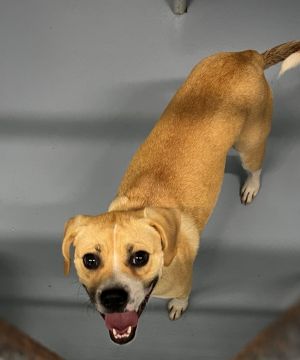 Ed, Adult Male Mixed Breed