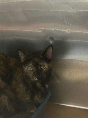 Saphire, Young Female Domestic Short Hair