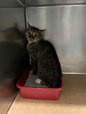 Rhett, Young Male Domestic Short Hair