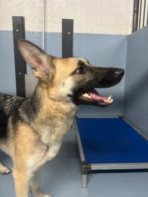 Jive, Adult Female German Shepherd Dog