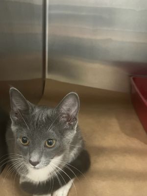 Polly, Baby Female Domestic Short Hair