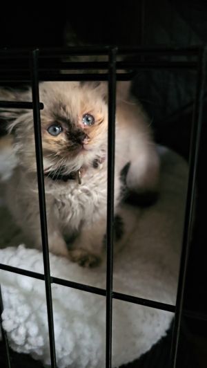 Mollie Stone The Little Fighter with a Heart Full of Love Mollie Stone isnt just a kitten shes a m