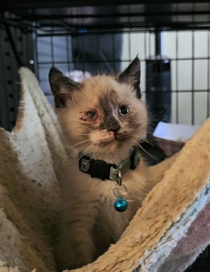 Target (store) Domestic Short Hair Cat