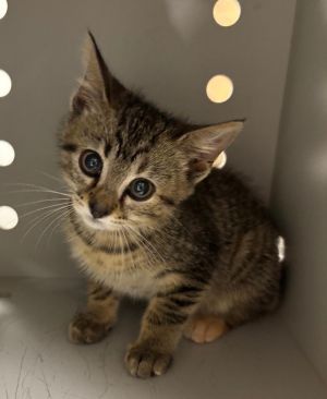 Juniper, Baby Female Domestic Short Hair