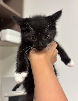 Mayfly, Baby Female Domestic Short Hair