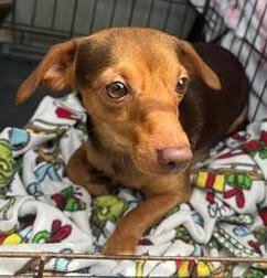 Slim, Kurt, Brodie, Adult Male Dachshund