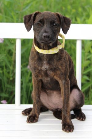 Playground Litter - Jump Rope, Baby Female Mountain Cur
