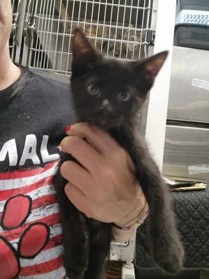 Arrow, Baby Female Domestic Short Hair