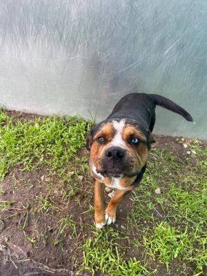 Mufasa, Adult Male Terrier