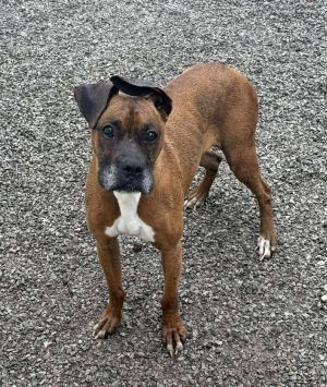 Daisy Mae, Senior Female Boxer