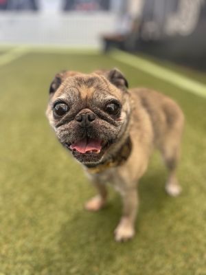 At 8 years old and just 14 pounds Betsy has already lived through some tough ti