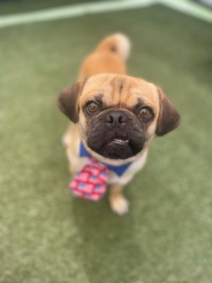 Felipe Pug Dog