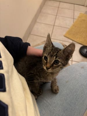 Tickles Domestic Short Hair Cat