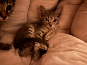Smokey Domestic Short Hair Cat