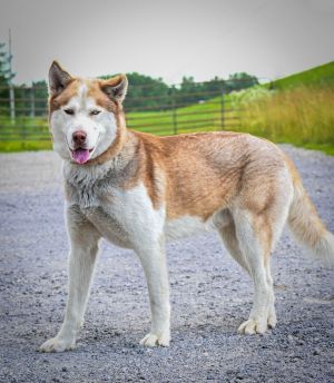 Finnegan, Young Male unknown