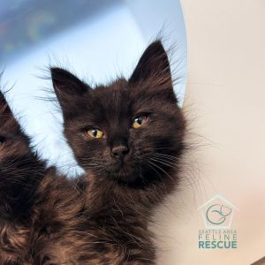Kittens under 6 months old are adopted in pairs It is important for them to go to a home with
