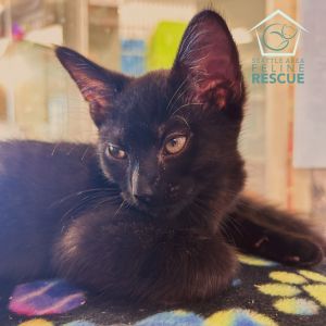 Kittens under 6 months old are adopted in pairs It is important for them to go to a home with