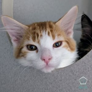 Kittens under 6 months old are adopted in pairs It is important for them to go to a home with