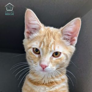 Kittens under 6 months old are adopted in pairs It is important for them to go to a home with