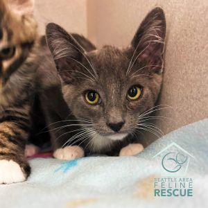 Kittens under 6 months old are adopted in pairs It is important for them to go to a home with