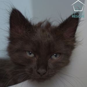 Kittens under 6 months old are adopted in pairs It is important for them to go to a home with