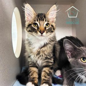 Kittens under 6 months old are adopted in pairs It is important for them to go to a home with