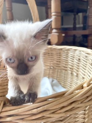 Alba, Baby Female Siamese