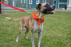 MOLLY, Adult Female Hound
