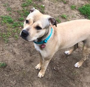 SHYLA, Adult Female Shar-Pei